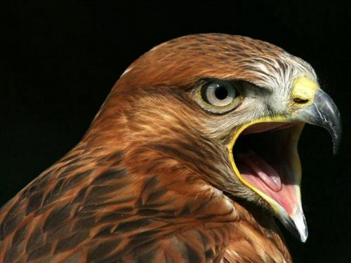 rapace.jpg